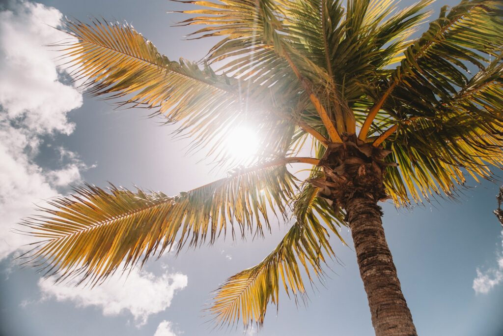 Florida sun shining through palm fronds